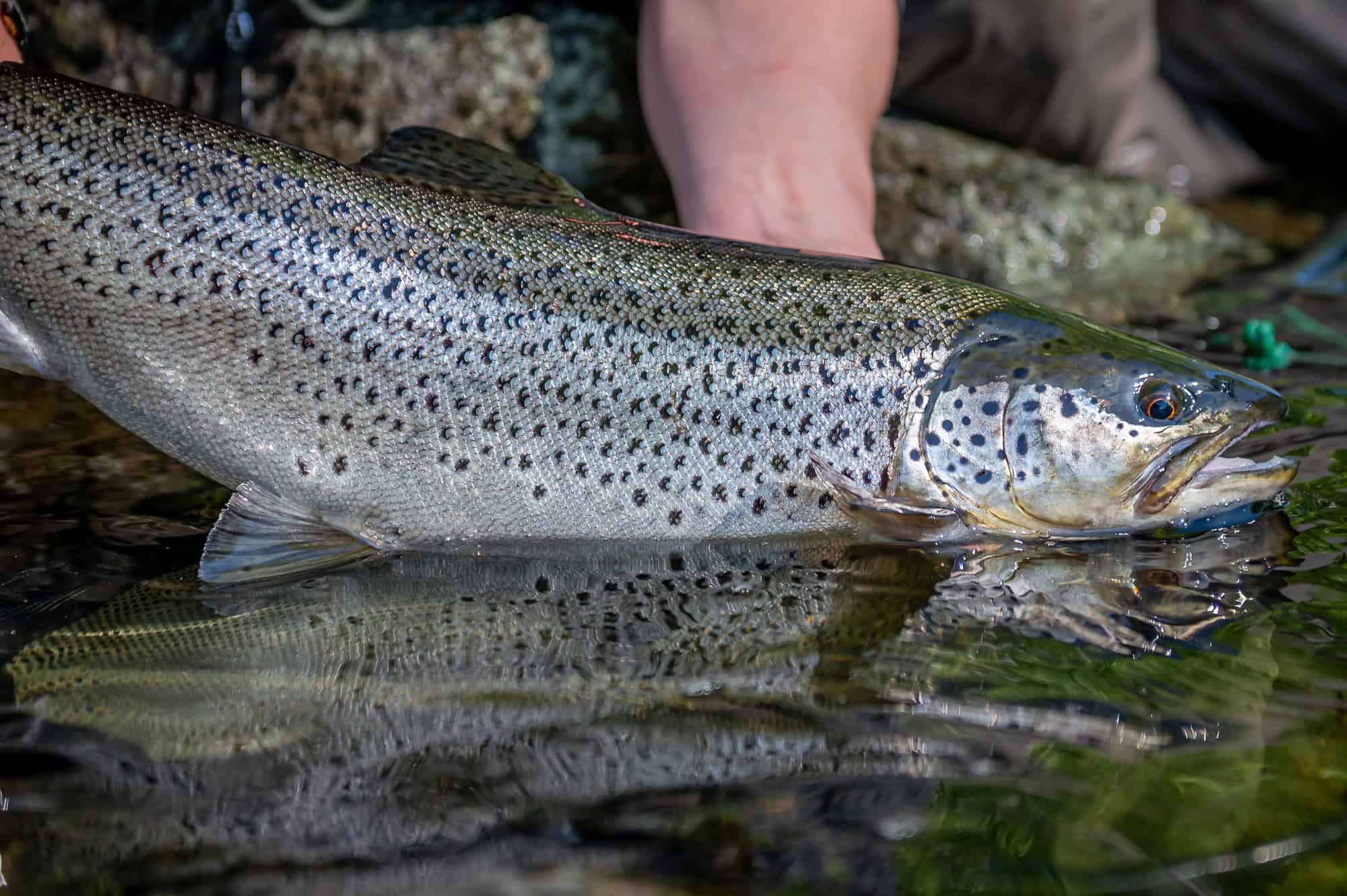 Pesca de salmão (verão)